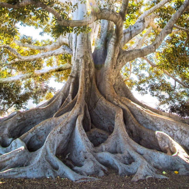 Hypnotherapy represented by a tree with deep roots